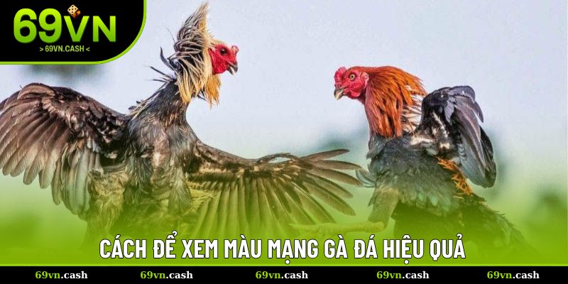 Cách để xem màu mạng gà đá hiệu quả