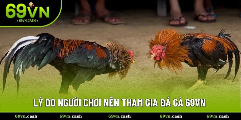 Lý do người chơi nên tham gia đá gà 69VN