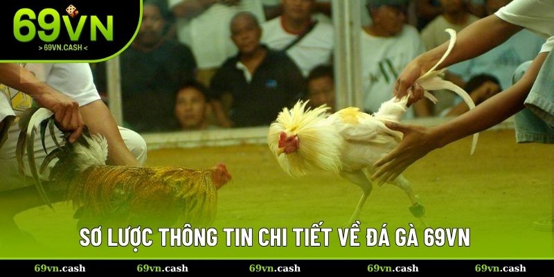 Sơ lược thông tin chi tiết về đá gà 69VN