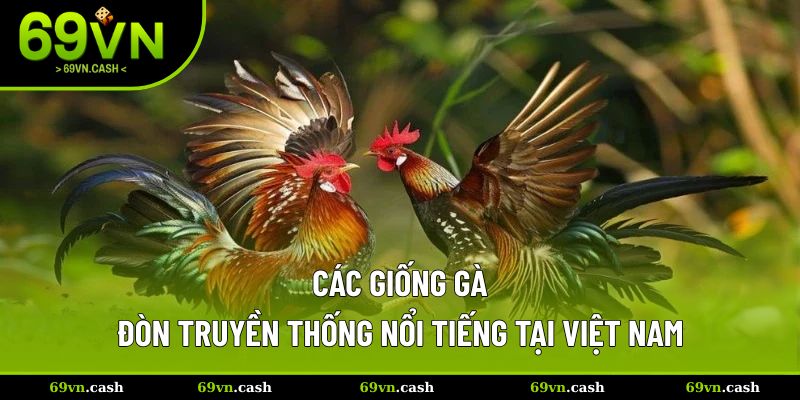 Các giống gà đá đòn phổ biến
