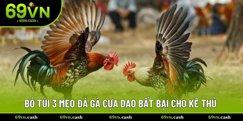 Bỏ túi 3 mẹo đá gà cựa dao bất bại cho kê thủ