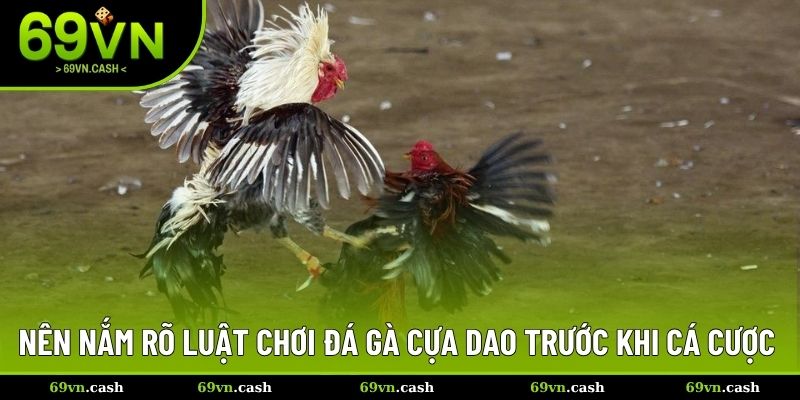 Nên nắm rõ luật chơi đá gà cựa dao trước khi cá cược