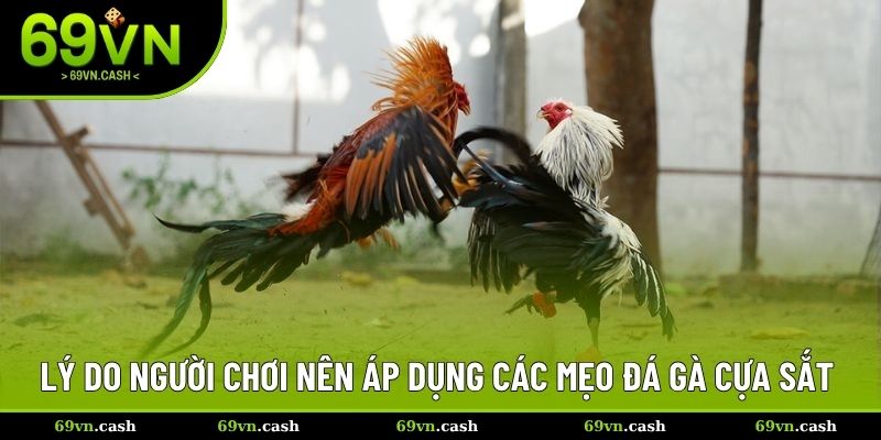 Lý do người chơi nên áp dụng các mẹo đá gà cựa sắt