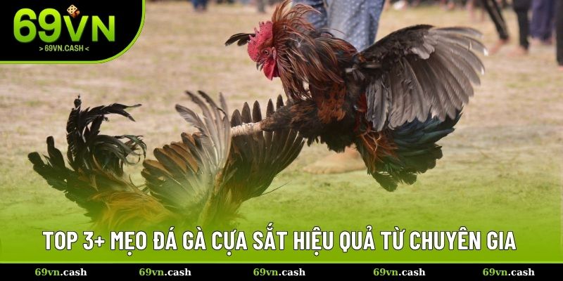 Top 3+ mẹo đá gà cựa sắt hiệu quả từ chuyên gia
